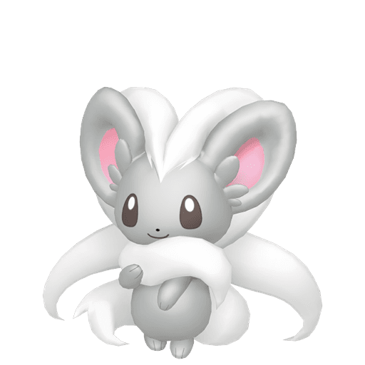 cinccino